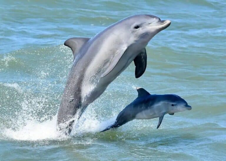 Two wild dolphins leaping in Mandurah waters on a Dolphin Cruise