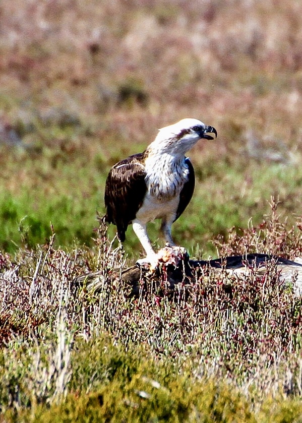Osprey perched on grassy ground in Mandurah