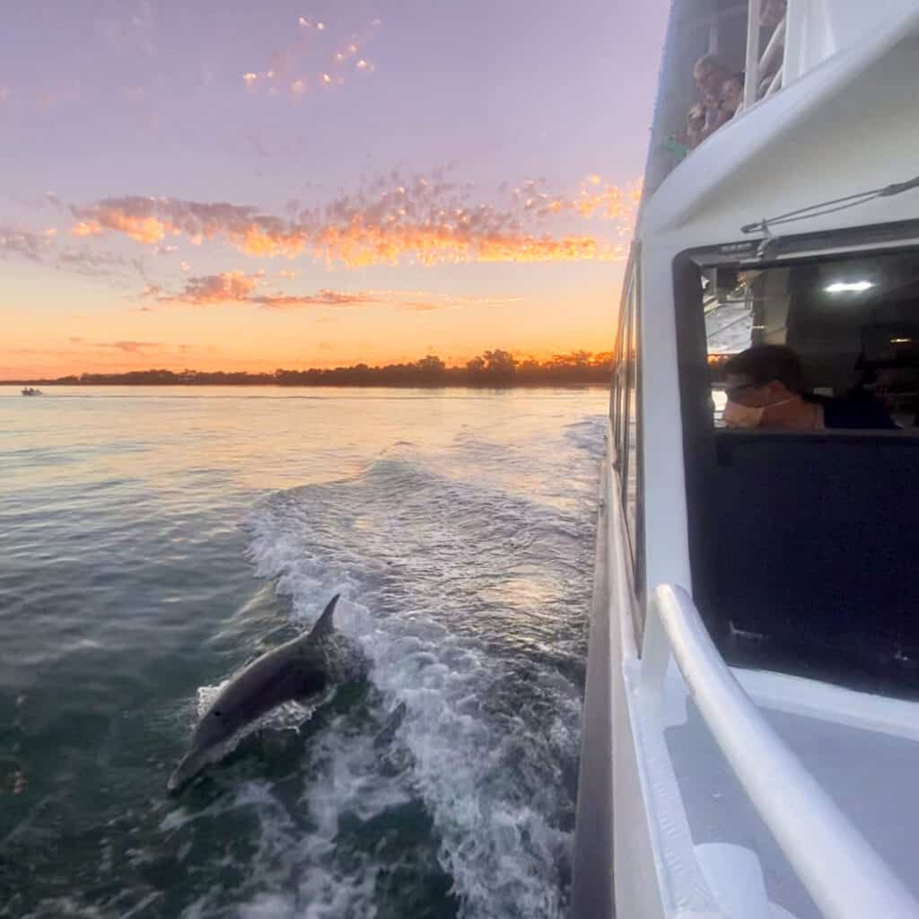 Surfing Dolphin at Sunset