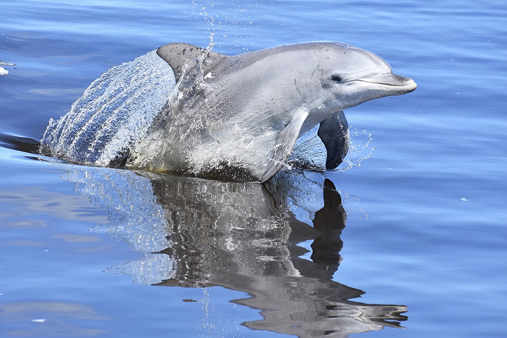 Giant and Dolphin Sightseeing Cruise